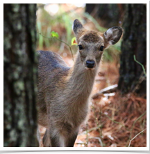 Sika Deer - Curious Sika Deer - Curious